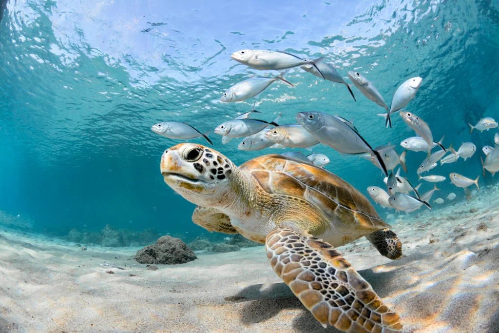 zöldnapok 5 tengeri teknősök napja