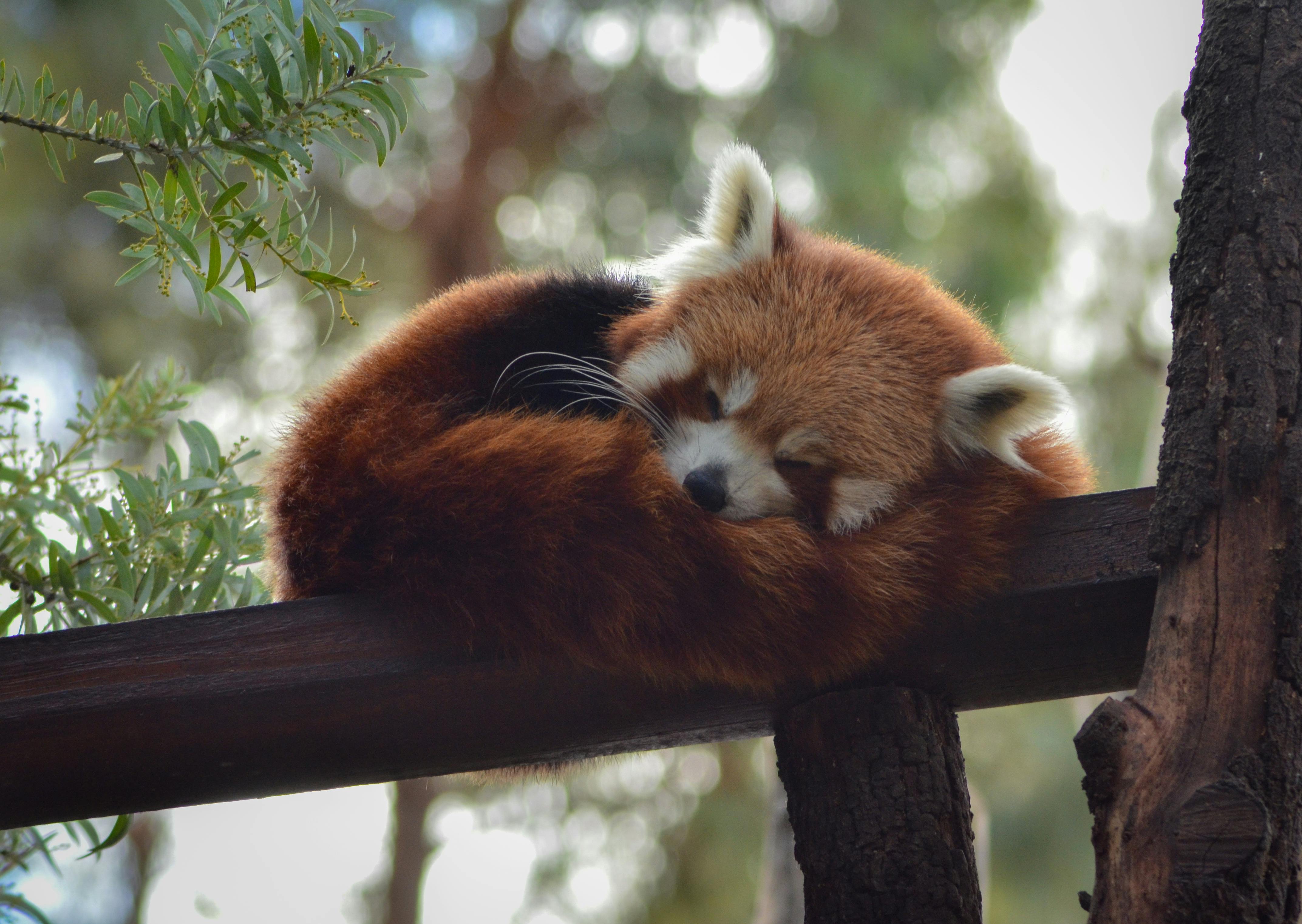 Nemzetközi Vörös Panda Nap