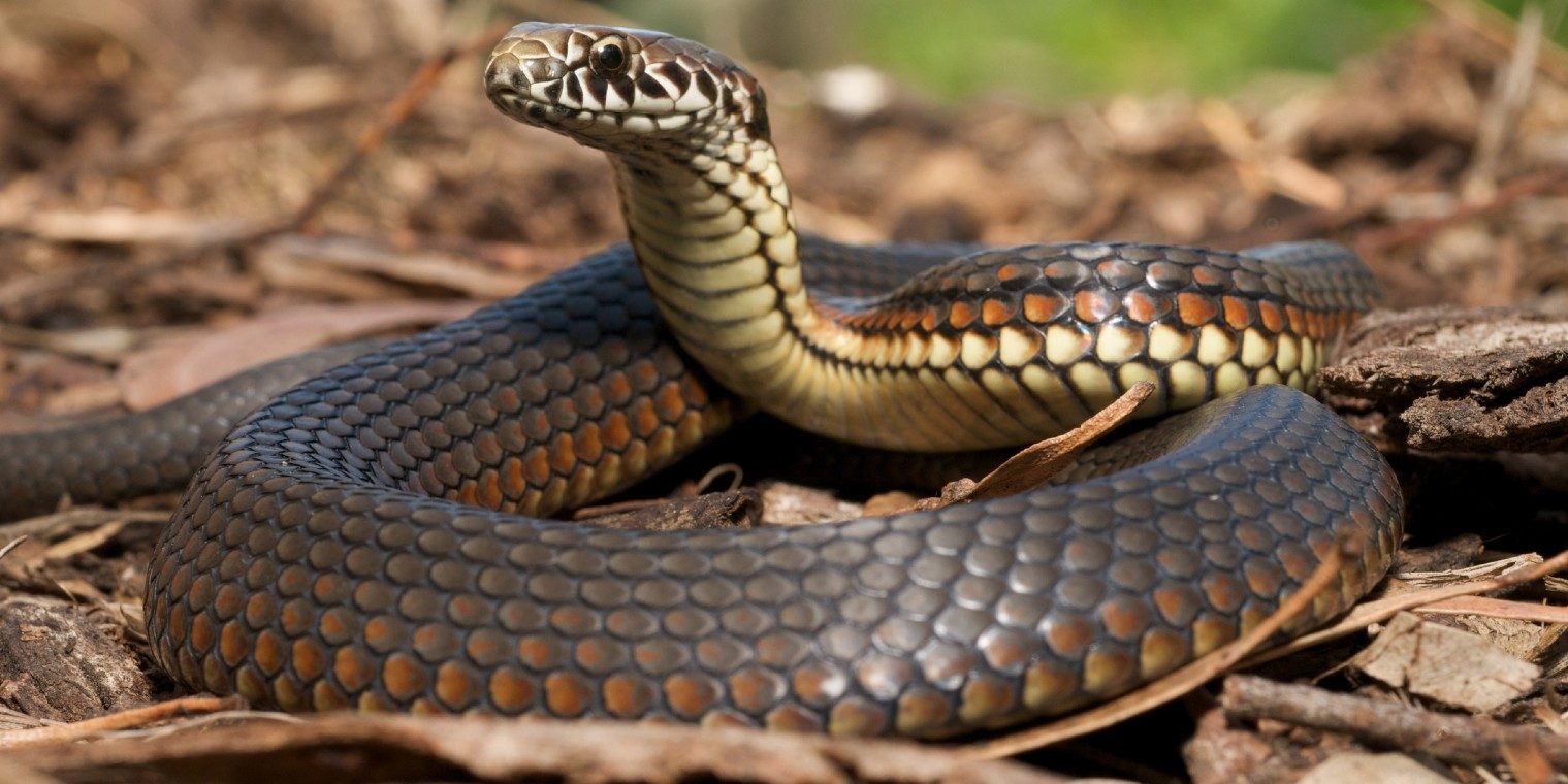 Kígyók világnapja