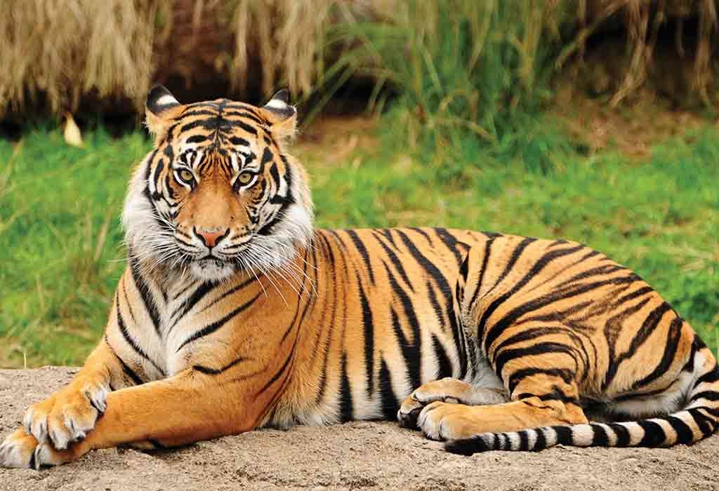Tigrisek világnapja