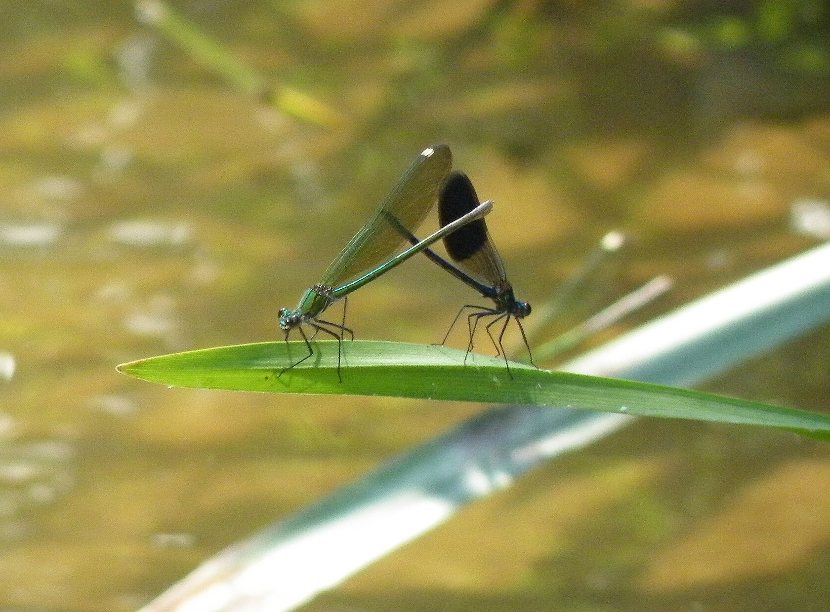 szurke galoca-2
