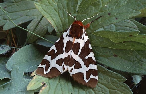 honap ajanlata 1 kozonseges medvelepke