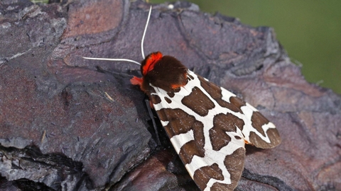 honap ajanlata 5 kozonseges medvelepke