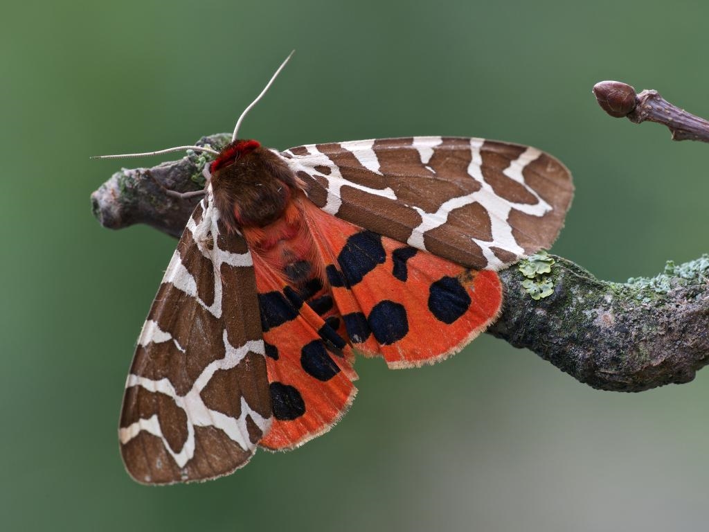 honap ajanlata 8 kozonseges medvelepke