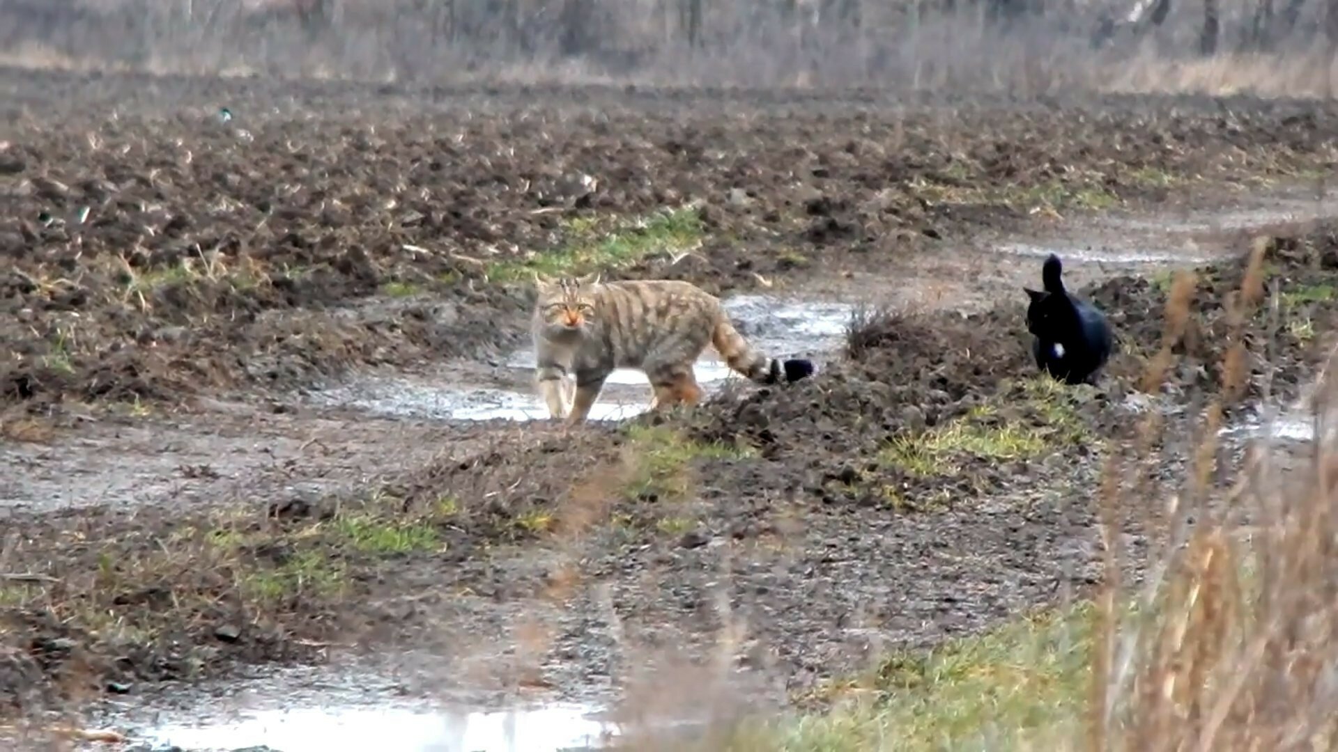 honap ajanlata vadmacska 2 hazi macska